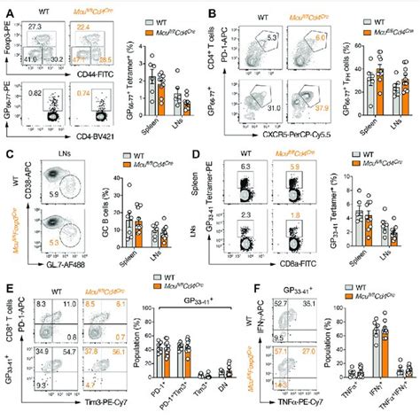 Ablation Of Mcu Does Not Impair Activation Differentiation And