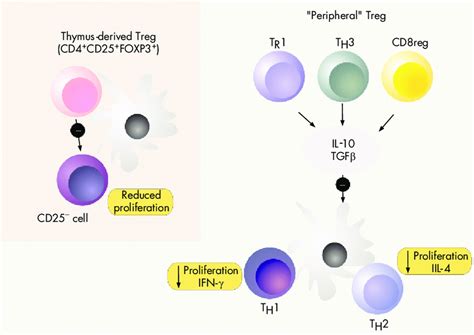 Regulatory T Cells And Their Function Several Types Of Regulatory T