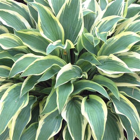 Hosta Wide Brim Plantain Lily Hardy Outdoor Perennial Garden Plants In