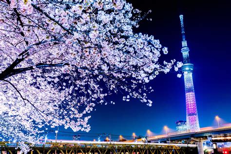 Famous places for cherry blossoms in Tokyo | Tabimania Japan