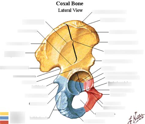 Coxal Bone Diagram Quizlet