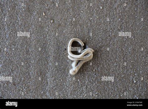 Squiggly Squiggle Worm Shaped Mounds Left On A Beach In Essex As A