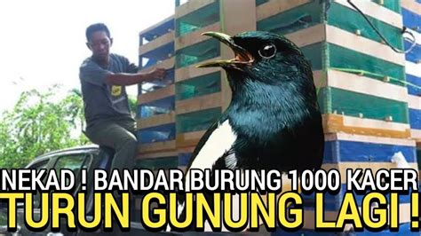 Obral Sadis Rb An Per Ekor Bebas Pilih Burung Kacer Hari Ini Youtube