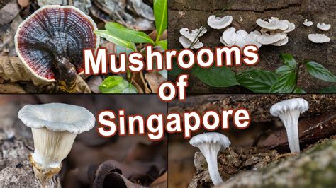 Mushrooms Of Singapore Overview Botanical Gardens Macritchie Fungi Reishi Ganoderma