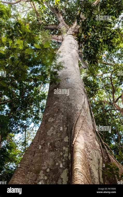 Un Rbol Sumauma Ceiba Pentandra Con M S De Metros De Altura