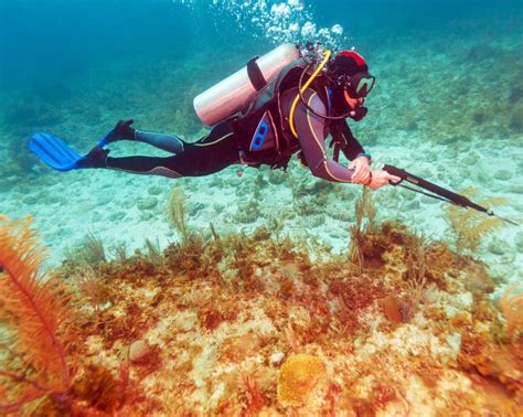 Scuba Diver With Spear Gun Stock Image Image Of Spearfishing 36144937