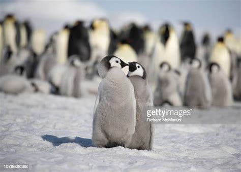 Emperor Penguin Couple Photos And Premium High Res Pictures Getty Images