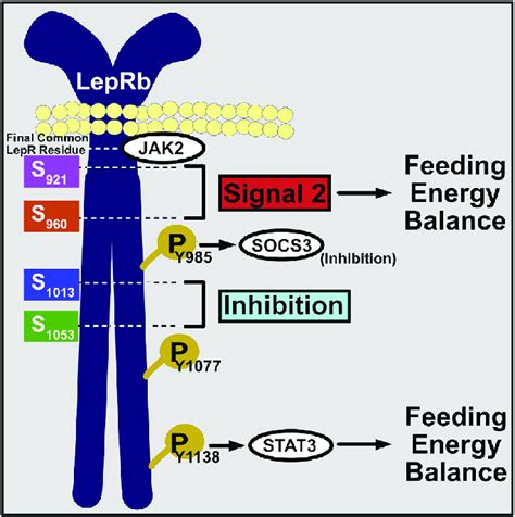 Schematic Diagram Of Tyr Dependent And Independent Leprb Signals A