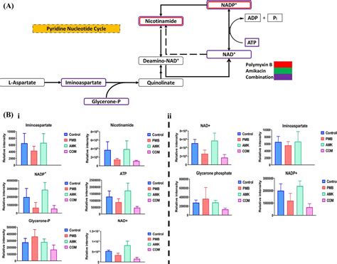 Metabolomics Study Of The Synergistic Killing Of Polymyxin B In