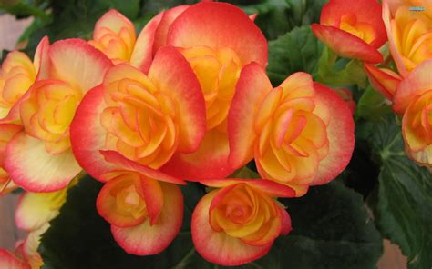 Begonia Exquisite Pink Flower Orange Flowers K Nature And