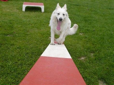 Anim hôt Loisirs pour chien à Templeuve en Pévèle