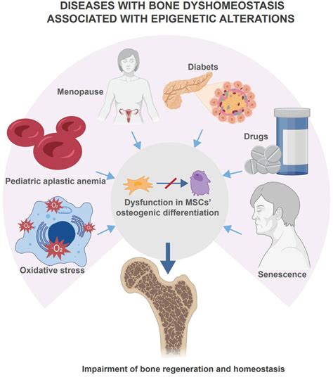 Frontiers Epigenetic Control Of Mesenchymal Stem Cells Orchestrates