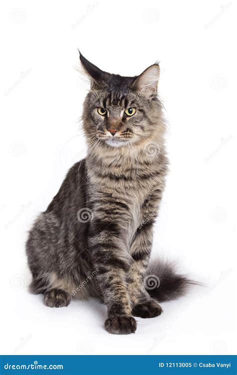 Cat Portrait Maine Coon Stock Image Image Of Hair Cute