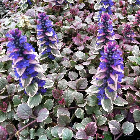 Ajuga reptans 'Burgundy Glow' - Bugleweed (3.5" Pot) | Little Prince To Go