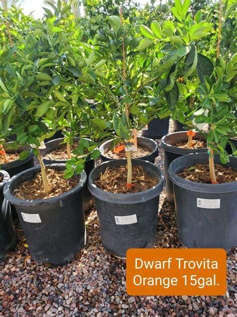 Dwarf Trovita Orange Citrus Dwarf Orange Trovita Treeland Nurseries