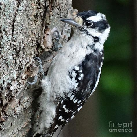 The Downy Woodpecker Of North America Photograph By Gina Sullivan