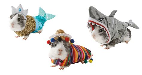 Guinea Pig And Hamster Halloween Costumes Exist And They Are Beyond Cute