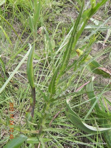 Subspecies Wahlenbergia Krebsii Krebsii INaturalist