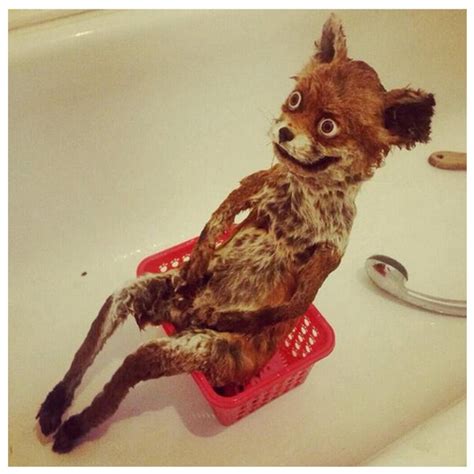 Creepy Taxidermy Fails - Gallery | eBaum's World