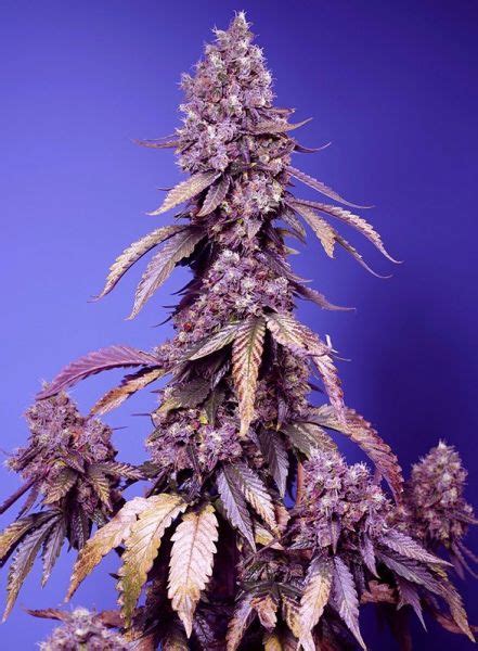 Fast Version F Black Muffin Sws Feminized Sweet