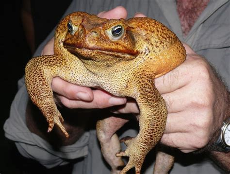 The Dreaded Cane Toad Scourge Of Australia About 100 Were Released