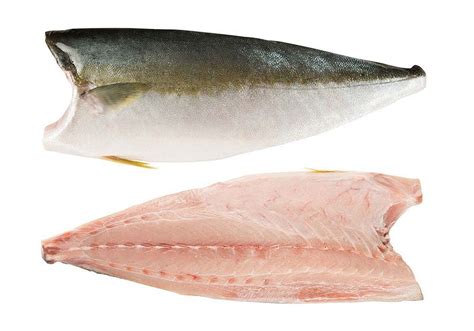 Frozen Hamachi Fillet - Mos Fresh Trading Sdn Bhd