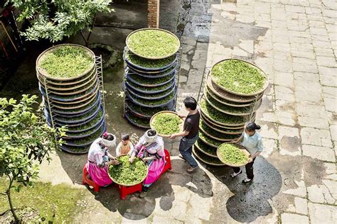 沅陵茶韵湖南沅陵：碣滩千年古茶一脉香