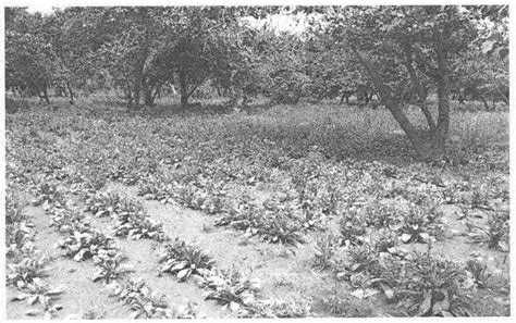 Method For Intercropping Apricot Trees With Calendula Officinalis In