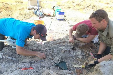 Public Dinosaur Digs — Hell Creek Fossils