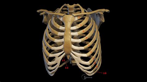 Anatomy Of Ribs Typical Atypical First Rib Rib Cage Youtube