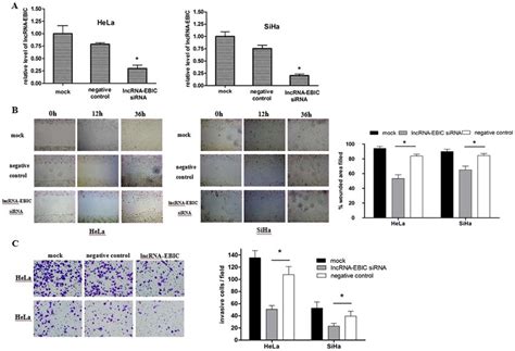 Silencing Of Lncrna Ebic By Sirna Decreases Motility And Invasion Of Cc