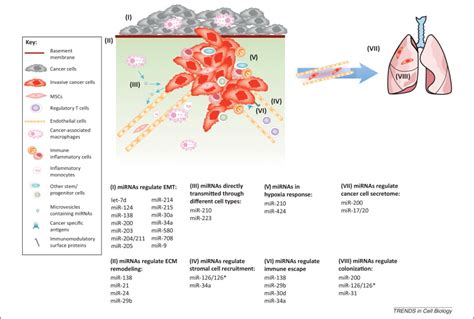 Microenvironmental Regulation Of Cancer Metastasis By Mirnas Trends In