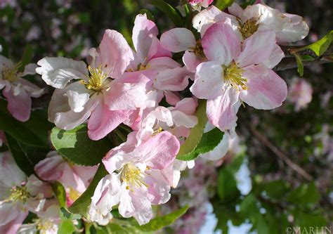 Rivers Flowering Chinese Crabapple Malus Spectabilis Riversii