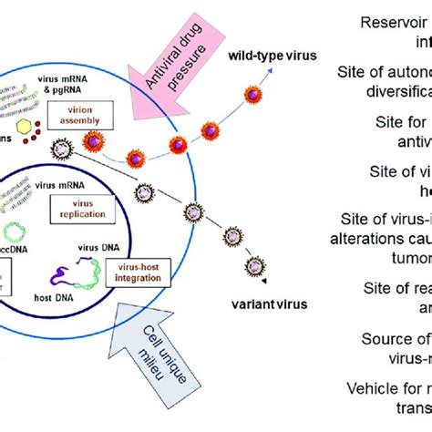 Schematic Presentation Of Hbv And Whv Infection Markers Which Can Be