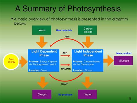 Ppt Photosynthesis Powerpoint Presentation Free Download Id 4134604