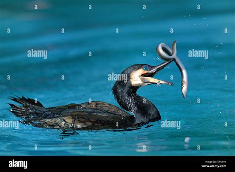 Common Eel Stock Photos Common Eel Stock Images Alamy