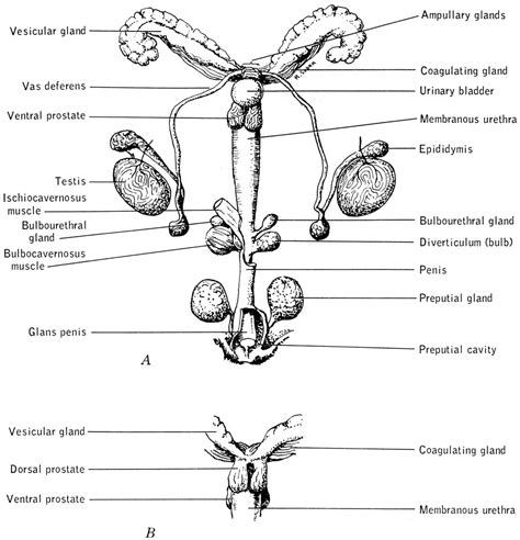 Bulbourethral Glands