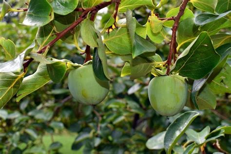 Caqui Verde Frutos Diospyros Kaki En El Rbol Foto Premium