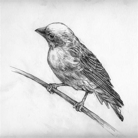 Pencil Drawing Pictures Of Birds at PaintingValley.com | Explore ...