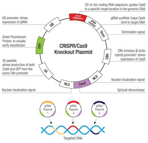 caspase-9 CRISPR/Cas9 KO Plasmid | Santa Cruz Biotech