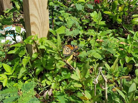 Few Know About This Butterfly Garden Nestled In A Florida Nature Park Paradise