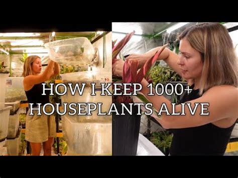 Houseplant Care Routine Vlog Indoor Plant Chores Houseplant Chores