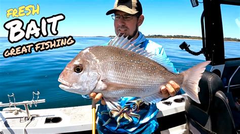 How To Catch Snapper With Fresh Bait Youtube