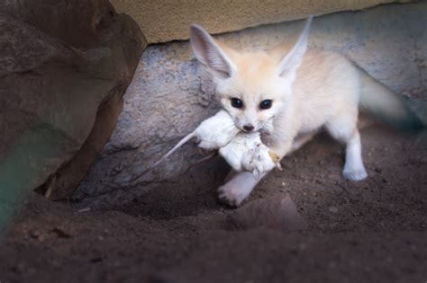 Four Female Fennec Fox Kits Emerge From The Den Zooborns