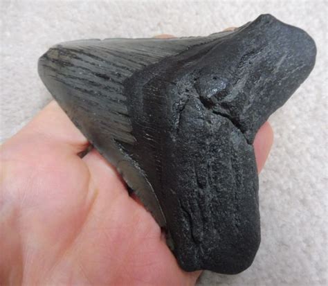 Megalodon And More Fossils Ltd Uk Fossils For Sale Megalodon