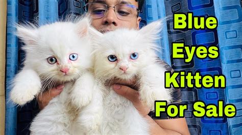 Blue Eyes Persian Cat For Sale Persian Cat Price In Bd Odd Eyes