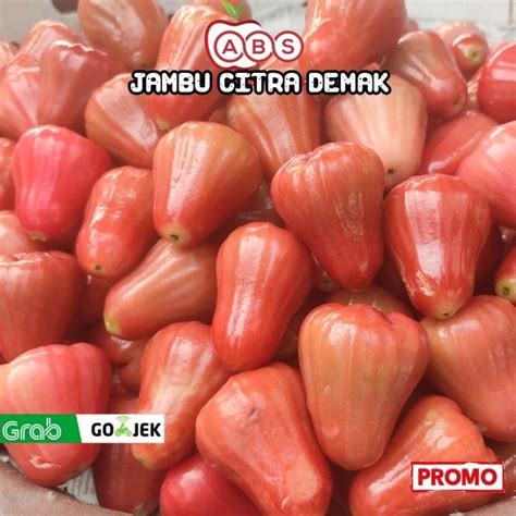 Jual Buah Jambu Air Citra Demak 1KG Jambu Air Manis Asli Demak Buah