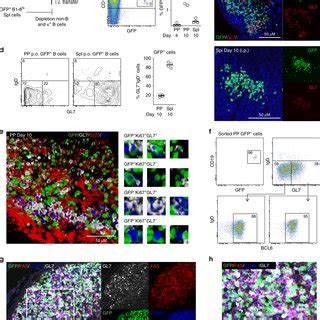 Peyers Patch M Cells Provide Antigen Specific B Cells With Luminal