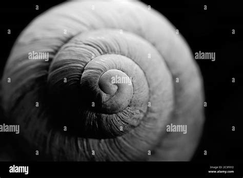 White Garden Snail Black And White Stock Photos And Images Alamy