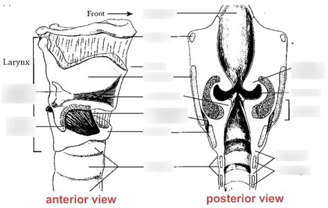 LARYNX Diagram | Quizlet